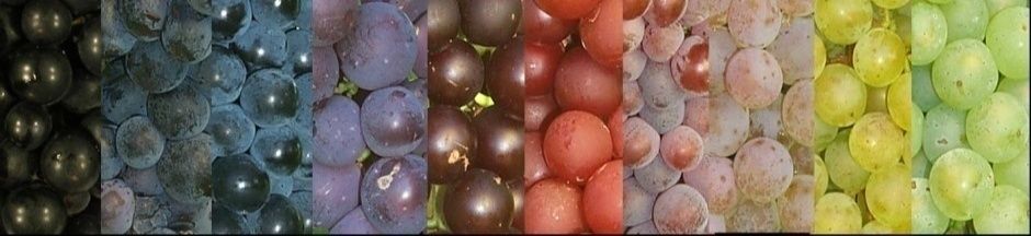 The diversity of colours and tastes of grapes.