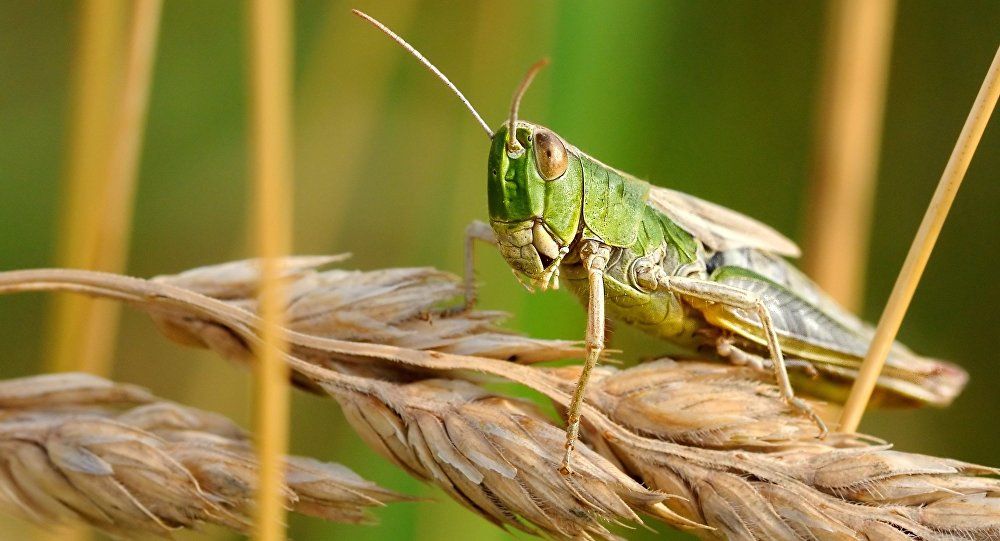 Science In The Glorious Quran Locusts Islamic Bridge
