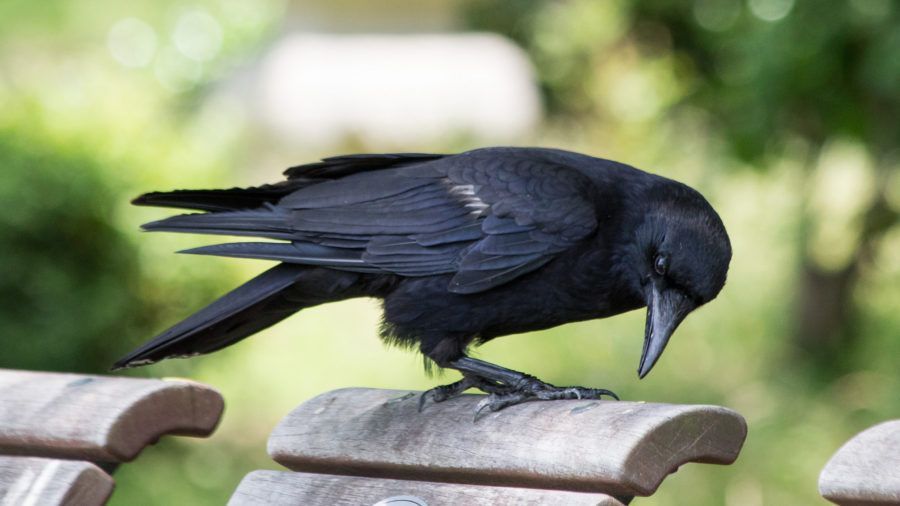 Science in the Glorious Quran: The Intelligence of the Crow