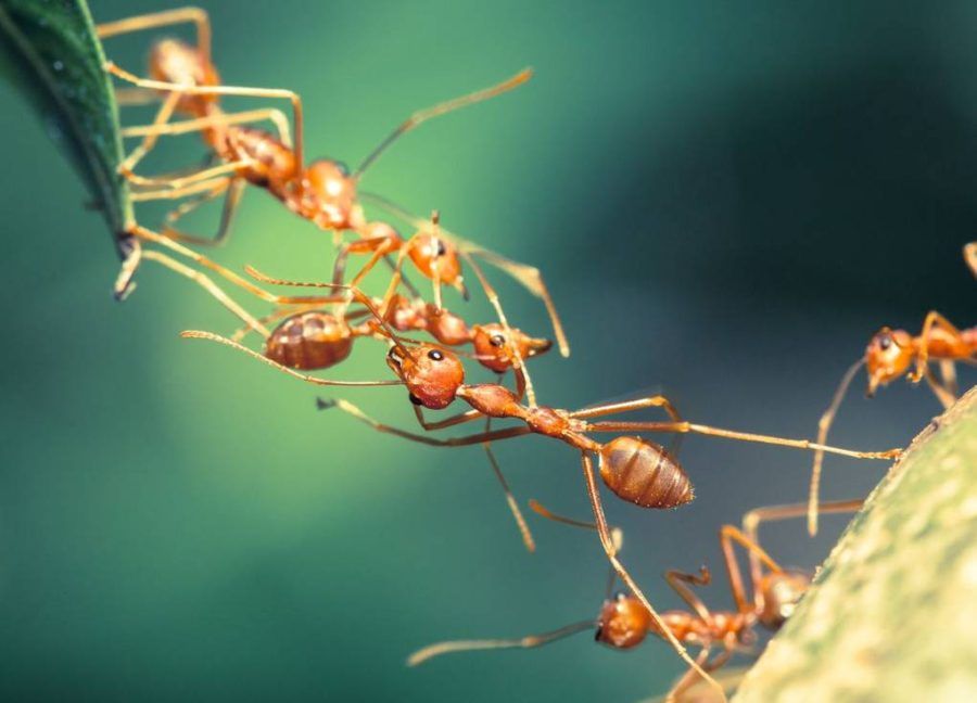 Science in the Glorious Quran: Communication of Ants