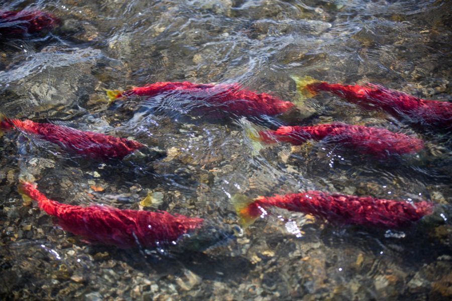 God Ordains and Guides - Salmon Fish Migration